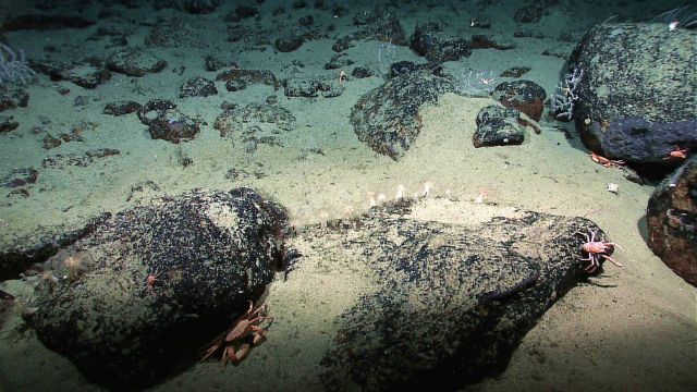 Squat lobsters and a large crab are among the various types of fauna in this image. Picture