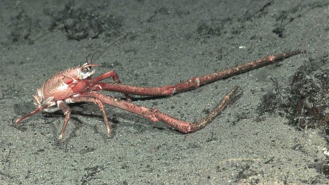 Galatheid squat lobster with extremely enlarged pereiopods Picture