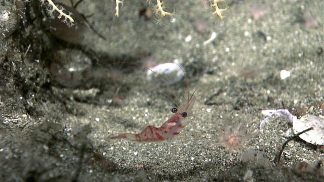 A beautiful red-mottled and translucent shrimp Picture