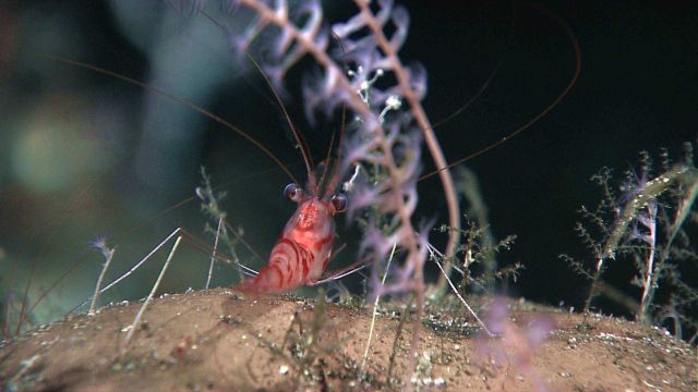 Small colorful shrimp next to octocoral colonies Picture