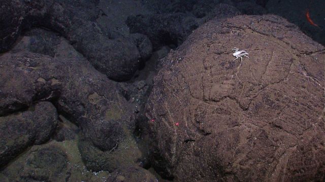 White squat lobster on a spherical pillow lava boulder Picture
