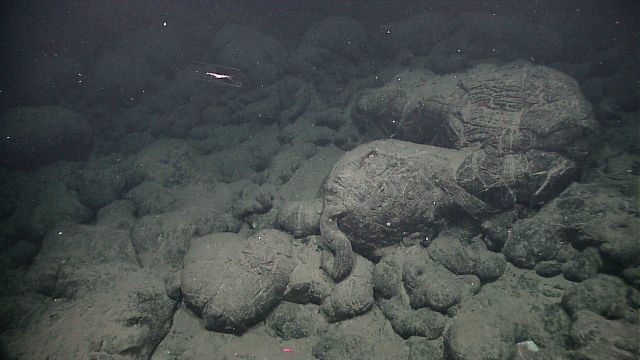 Shrimp swimming above pillow lavas in areas of murky water indicating possible proximity to hydrothermal venting Picture
