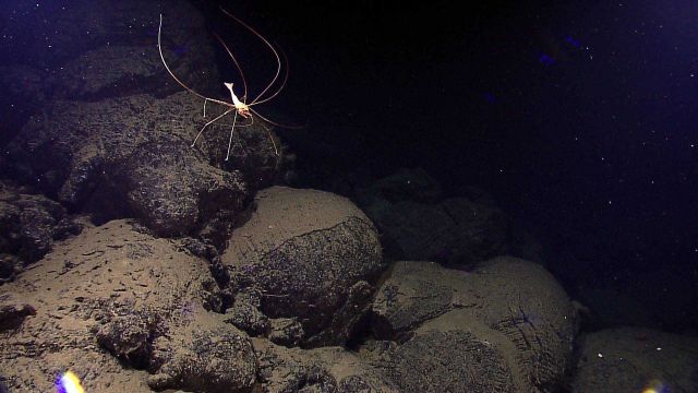 Swimming shrimp over basalt pillow lava Picture