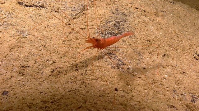 Reddish orange shrimp on sandy bottom. Picture