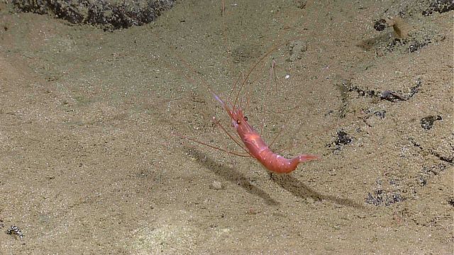 Reddish pink shrimp on sandy bottom. Picture