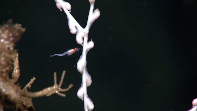 Swimming shrimp hovering near coral branch Picture