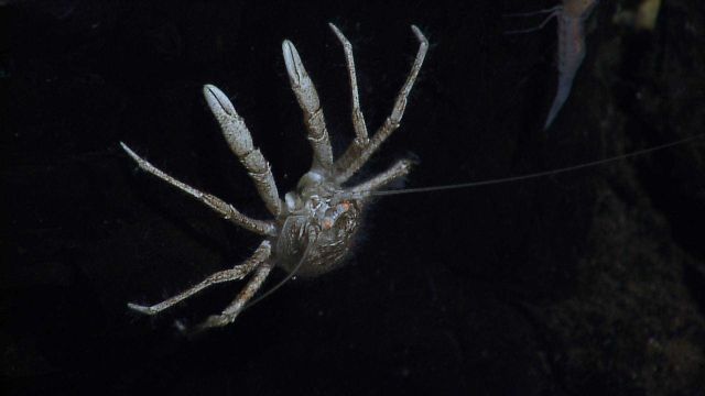 Silvery appearing squat lobster with orange-yellow eyes Picture