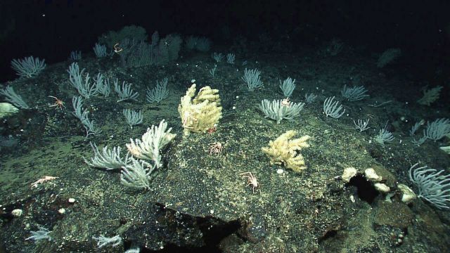 Rock bottom with white coral bushes and numerous squat lobsters Picture