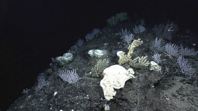 Large white sponges and white coral bushes Picture