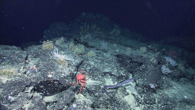 A large crab and fairly long eel-like fish in a rock environment with numerous small coral bushes Picture