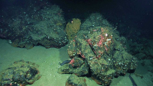 Numerous brittle stars, a gold coral bush, and a relatively large deep sea fish in a rock and sand environment. Picture