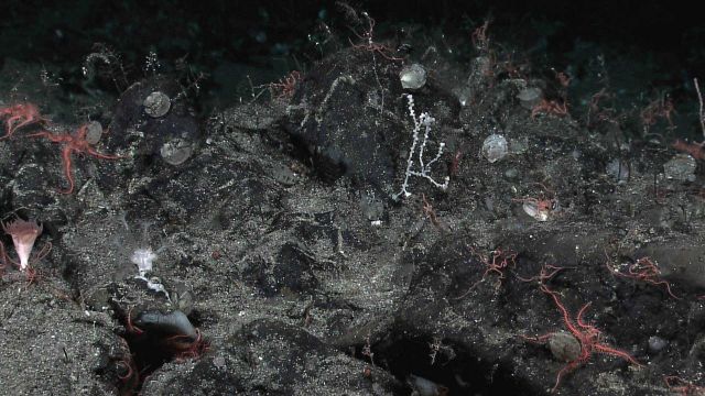A cup coral to left, a white to translucent soft coral, numerous squiggly brittle stars,a number of bivalves, and a white coral in the right center of Picture
