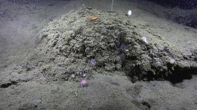 A large orange shrimp, a white sponge?, a large round long-spined sea urchin, and numerous small white to almost invisible stony corals. Picture