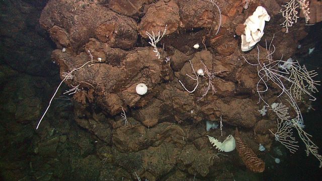 A number of sponges and corals on a hydrothermally altered rock face Picture