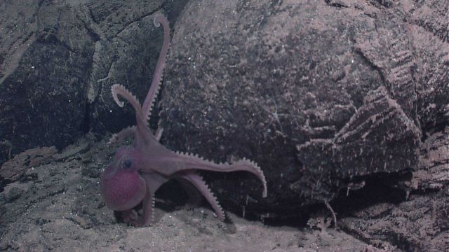 Small octopus next to pillow lava Picture