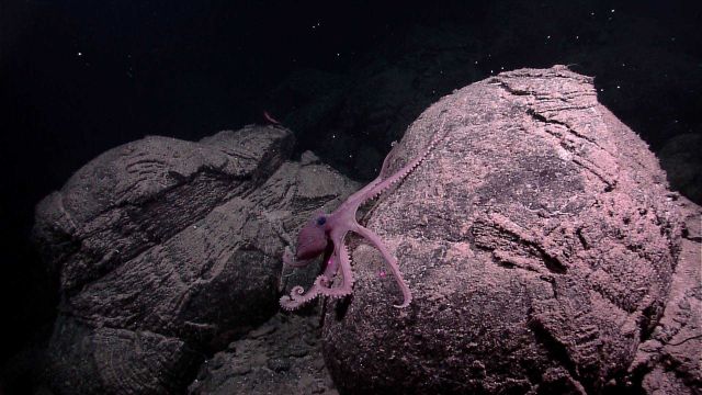 Small octopus climbing up pillow lava Picture