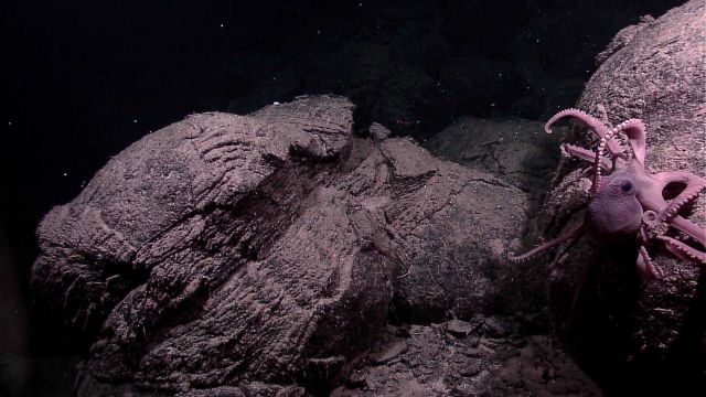 Small octopus on pillow lava Picture
