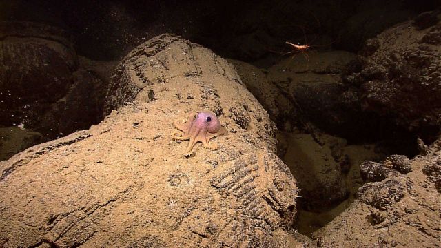Small octopus on sediment covered pillow lava Picture