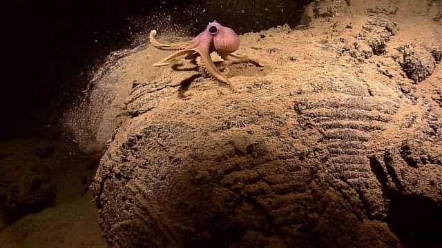 Small octopus on sediment covered pillow lava Picture