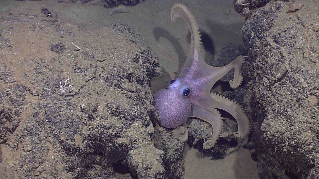 Octopus in space between two large rocks Picture