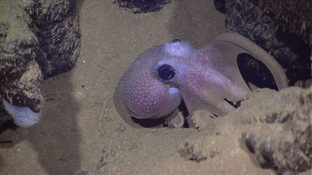 Octopus in space between two large rocks Picture