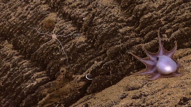 Relatively small octopus and relatively large brittle star. Picture