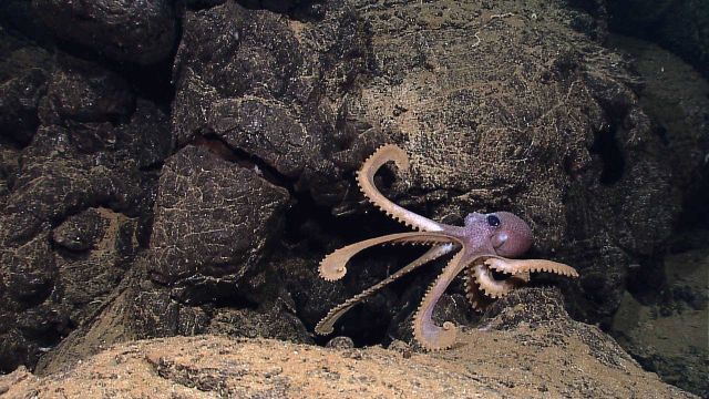 Small octopus with legs partially extended preparatory to swimming off. Picture