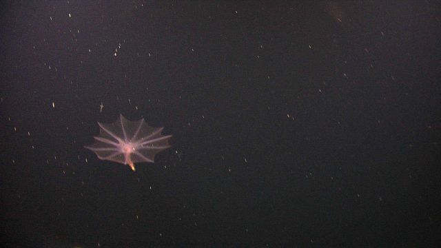 Umbrella jelly. Picture