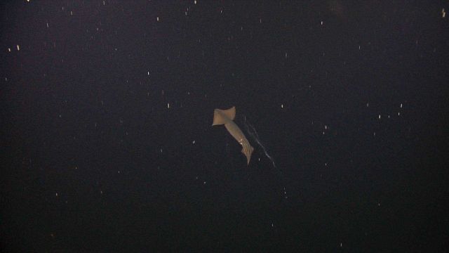 Brown squid observed in water column with siphonophore in foreground. Picture