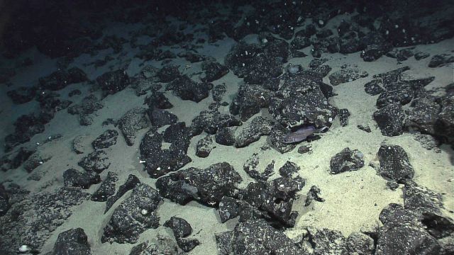 Deep sea fish in field of angular volcanic boulders interspersed with white sand . Picture