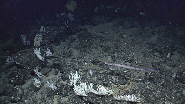 A long thin halosaur on a rocky slope with numerous small primnoid coral colonies. Picture