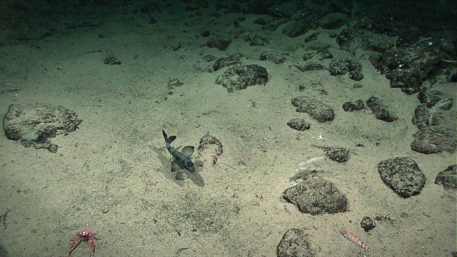 A colorful unidentified fish in left center, a squat lobster in left foreground and a tongue fish in right foreground. Picture