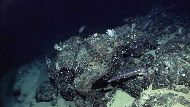 Two large eels and two gadiform fish are seen hovering over a rock bottom Picture