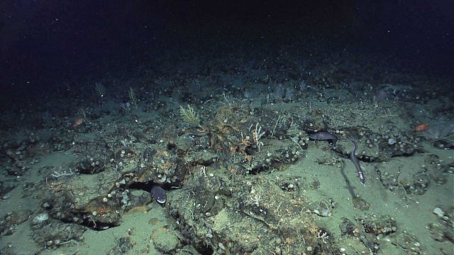 Eels, brachiopods, small corals, and a few orange scorpion fish are seen in this image. Picture