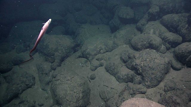 An eel-like fish over pillow lavas. Picture