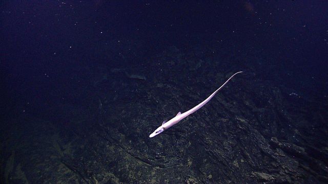 Eel-like fish swimming over lava field Picture