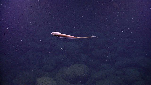 Macrourid fish swimming over pillow lavas in areas of hydrothermal venting Picture