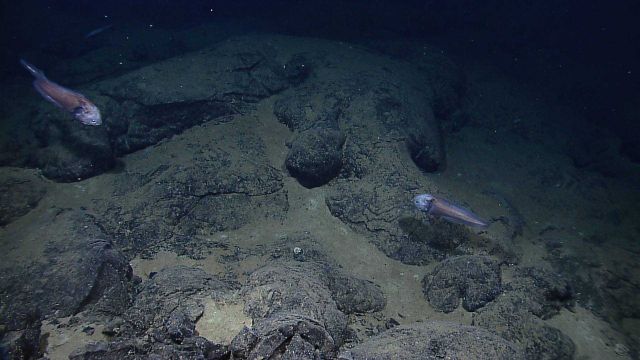 Blunt nosed macrourid fish over pillow lavas Picture