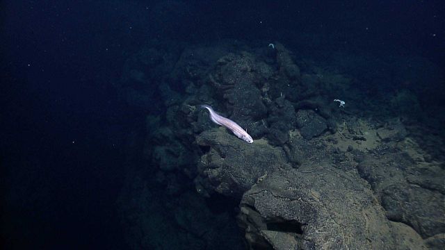 Eel-like fish near crevice in pillow lavas. Picture