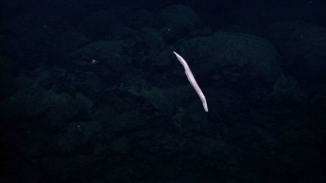 Eel-like fish cruising over pillow lavas Picture