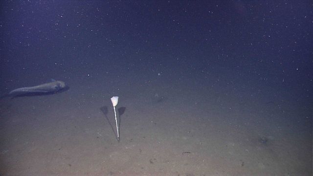 Macrourid fish cruising over sediment covered bottom with stalked sponge in foreground. Picture