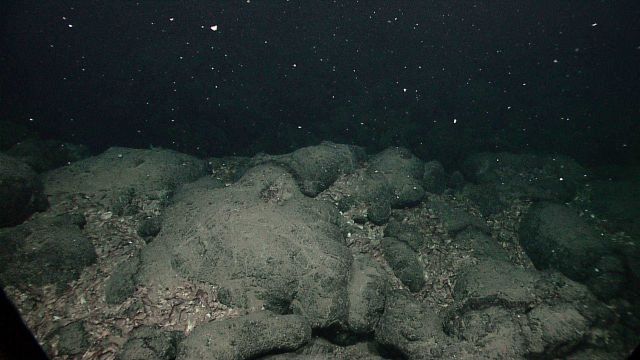 Pillow lavas with hundreds of dead mussel shells littering spaces between pillows Picture