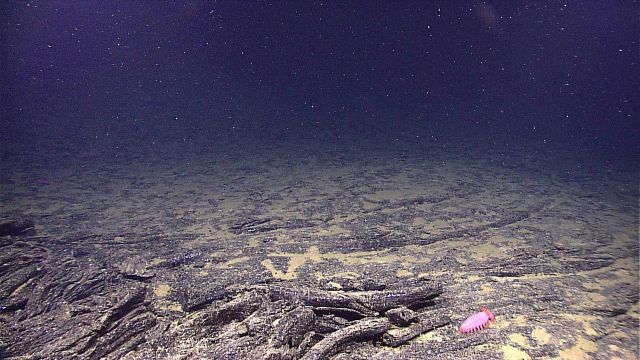 A smooth pahoehoe lava flow with a pinkish red holothurian. Picture