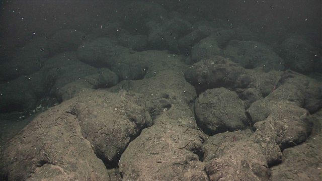 Murky water, a few red shrimp seen in the foreground, and dead mussel shells to the left Picture