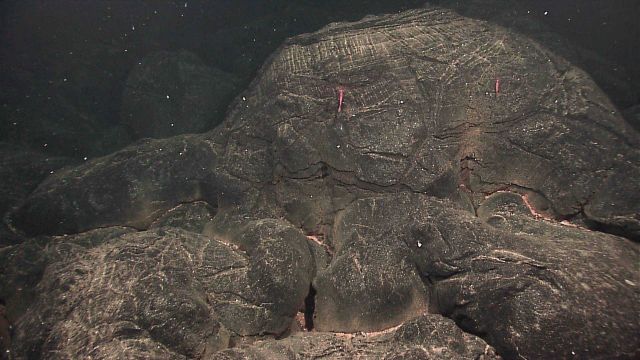 Two more shrimp on a pillow lava Picture