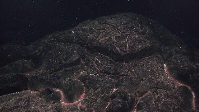 A recent pillow lava flow with biological material resting between the pillows, indicating where low-temperature hydrothermal fluid has been leaking o Picture