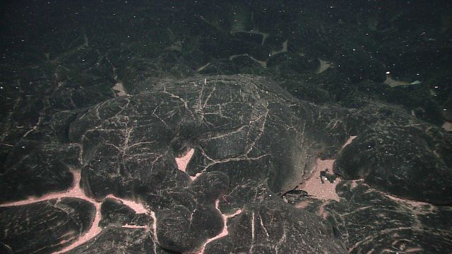 A recent pillow lava flow with biological material resting between the pillows, indicating where low-temperature hydrothermal fluid has been leaking o Picture