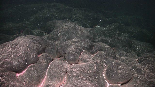 A recent pillow lava flow with biological material resting between the pillows, indicating where low-temperature hydrothermal fluid has been leaking o Picture