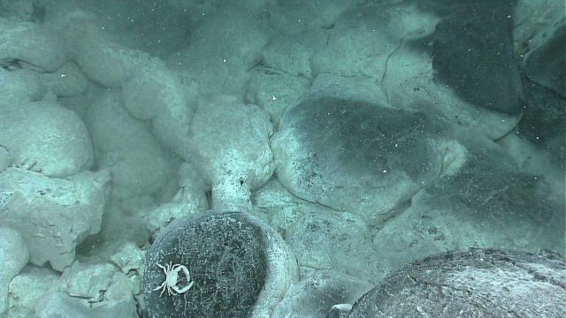 Diffuse venting areas, such as this one found on an early dive, host unique microbial communities fueled by nutrients contained in the escaping hydrot Picture