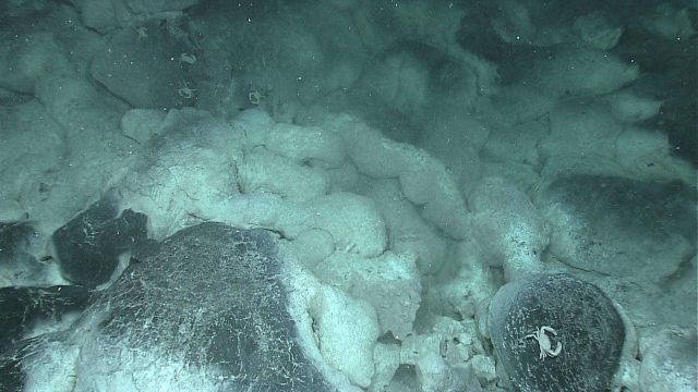 Diffuse venting areas, such as this one found on an early dive, host unique microbial communities fueled by nutrients contained in the escaping hydrot Picture